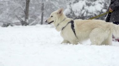 Yüksek kar üzerinden yürüyen köpek