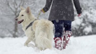 geriye bakınca köpek