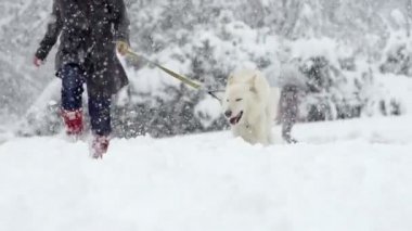 Onun sahibi ile çalışan köpek