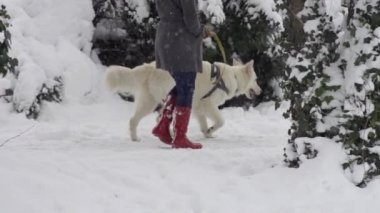 Yürüyüşteki köpek.