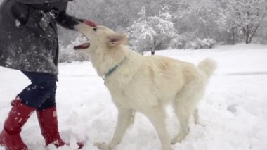 Köpek onun sahibinin el ısırma