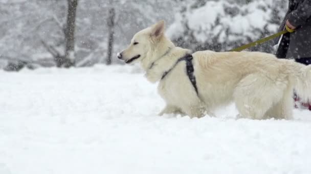 Perro caminando a través de la nieve alta — Vídeos de Stock