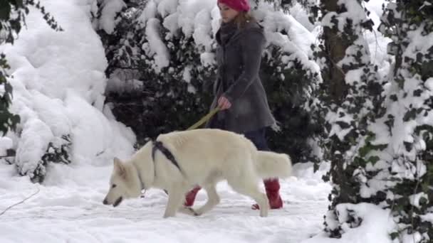 Cão andar pelo parque — Vídeo de Stock