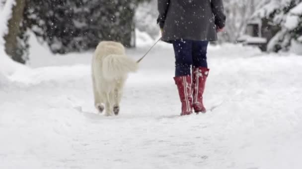 Hund och dess ägare på en promenad — Stockvideo