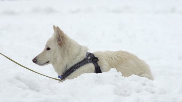 Anjing Duduk Di Salju Tinggi — Stok Video
