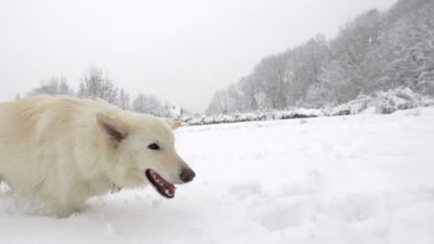 Chien sautant dans la neige fraîche élevée — Video