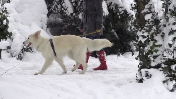 Perro en el paseo — Vídeos de Stock