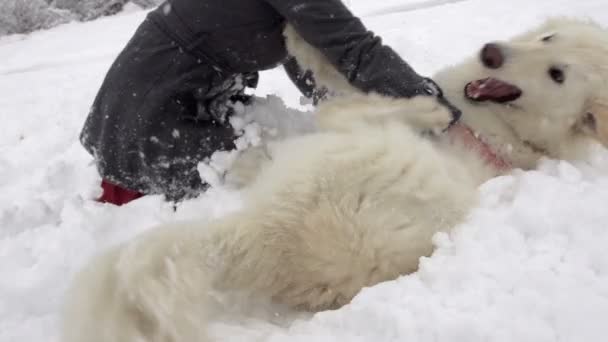 Köpek onun sahibinin el ısırma — Stok video