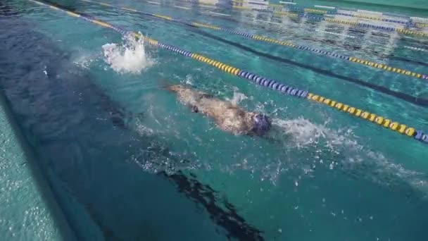 Masculino nadador natación espalda — Vídeos de Stock