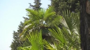 Yemyeşil Akdeniz palmiye ağaçları