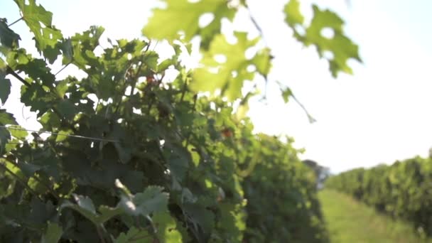 Vine Leaves And Grapes In Vineyard — Stock Video