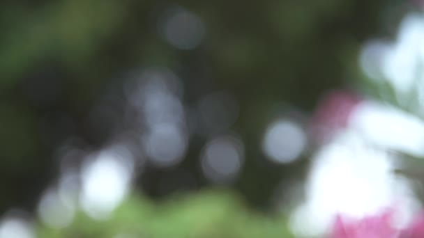 Foco cremalheira em flor de oleandro — Vídeo de Stock