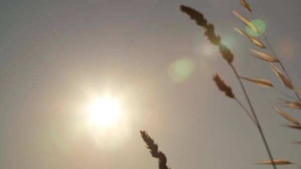 Herbes sèches avec soleil 