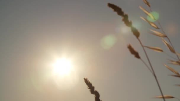 Dry Grasses with sun — Stock Video