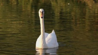 Doğal göl üzerinde poz kuğu