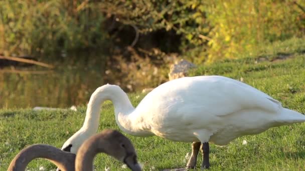 女性白鳥は彼女の幼いこどもを教えています。 — ストック動画