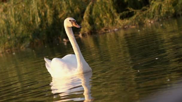 Vuxen Swan bad i naturliga sjön — Stockvideo