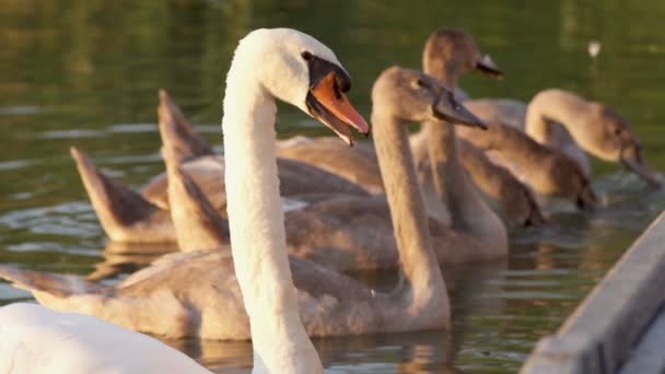 Moeder Swan met Cubs drinkwater — Stockvideo