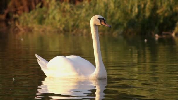 Vuxen Swan på sjön i naturen — Stockvideo