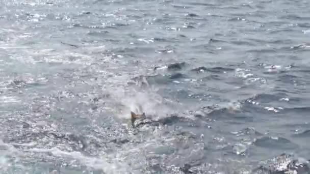 Peixe sendo pego na haste de pesca — Vídeo de Stock