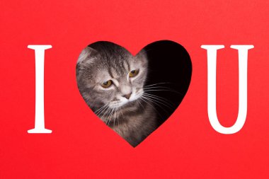 Gri kedi, kırmızı arka planda kalp şeklinde bir delikten çıkar. Sevgililer Günü konsepti, tebrik kartı, baskı, reklam, poster. Seni seviyorum..