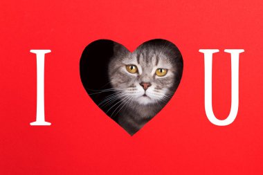 Gri kedi, kırmızı arka planda kalp şeklinde bir delikten çıkar. Sevgililer Günü konsepti, tebrik kartı, baskı, reklam, poster. Seni seviyorum..