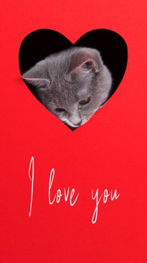 Gri kedi, kırmızı arka planda kalp şeklinde bir delikten çıkar. Sevgililer Günü konsepti, tebrik kartı, baskı, reklam, poster. Seni seviyorum..