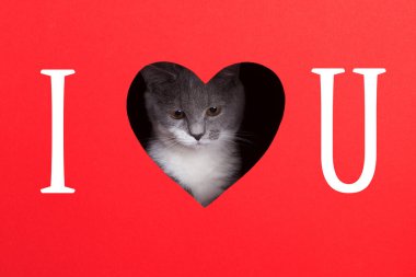 Gri kedi, kırmızı arka planda kalp şeklinde bir delikten çıkar. Sevgililer Günü konsepti, tebrik kartı, baskı, reklam, poster. Seni seviyorum..