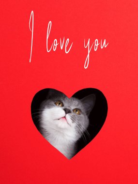 Gri kedi, kırmızı arka planda kalp şeklinde bir delikten çıkar. Sevgililer Günü konsepti, tebrik kartı, baskı, reklam, poster. Seni seviyorum..