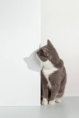 Gri kedi köşeden dışarı bakıyor, hayvani duygular, beyaz arka planda, evcil hayvan konsepti. Boşluğu kopyala.