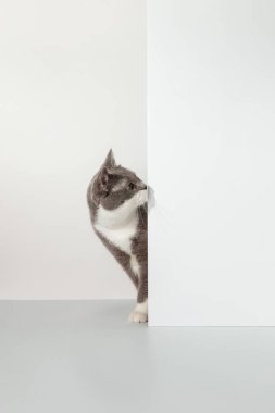 Gri kedi köşeden dışarı bakıyor, hayvani duygular, beyaz arka planda, evcil hayvan konsepti. Boşluğu kopyala.