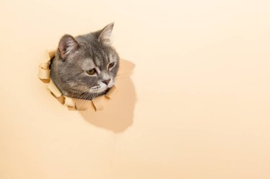 Gri bir kedi kağıttaki delikten çıkar, şablon, sarı arka plandaki tasarım için boştur. Boşluğu kopyala.