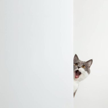 Gri kedi köşeden dışarı bakıyor, hayvani duygular, beyaz arka planda, evcil hayvan konsepti. Boşluğu kopyala.