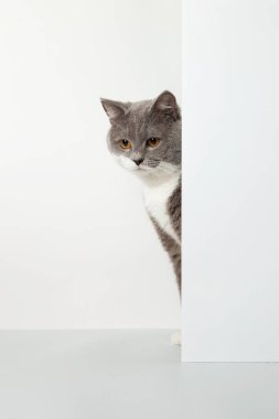 Gri kedi köşeden dışarı bakıyor, hayvani duygular, beyaz arka planda, evcil hayvan konsepti. Boşluğu kopyala.