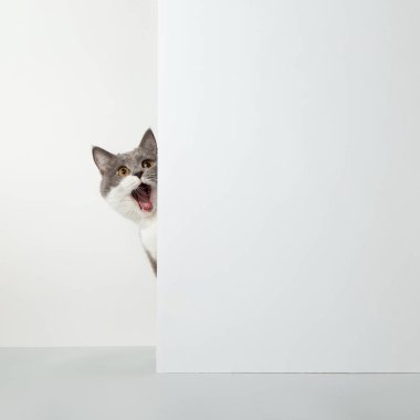 Gri kedi köşeden dışarı bakıyor, hayvani duygular, beyaz arka planda, evcil hayvan konsepti. Boşluğu kopyala.