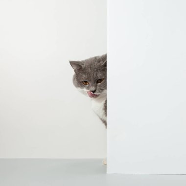 Gri kedi köşeden dışarı bakıyor, hayvani duygular, beyaz arka planda, evcil hayvan konsepti. Boşluğu kopyala.
