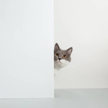 Gri kedi köşeden dışarı bakıyor, hayvani duygular, beyaz arka planda, evcil hayvan konsepti. Boşluğu kopyala.