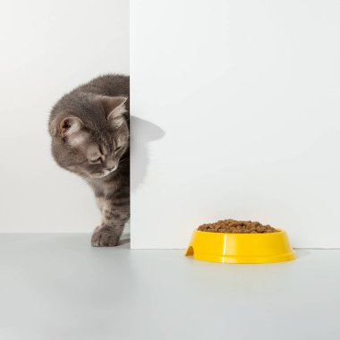 Gri kedi köşeden dışarı bakıyor, hayvani duygular, yemek kasesine bakıyor, beyaz arka planda, konsept olarak. Boşluğu kopyala.
