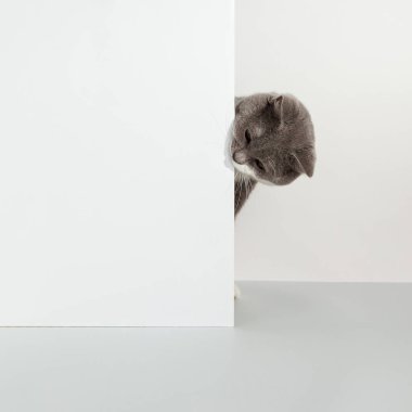 Gri kedi köşeden dışarı bakıyor, hayvani duygular, beyaz arka planda, evcil hayvan konsepti. Boşluğu kopyala.