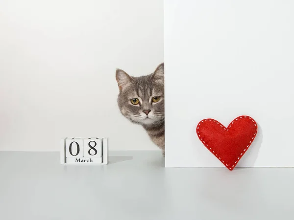 Grey cat peeps out of the corner, red craft heart, 8 march calendar, on white background, pet concept. Copy space.