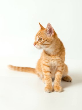 Beyaz arka planda sevimli kırmızı kedi yavrusu. Neşeli ve komik evcil hayvan.