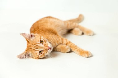Beyaz arka planda sevimli kırmızı kedi yavrusu. Neşeli ve komik evcil hayvan.