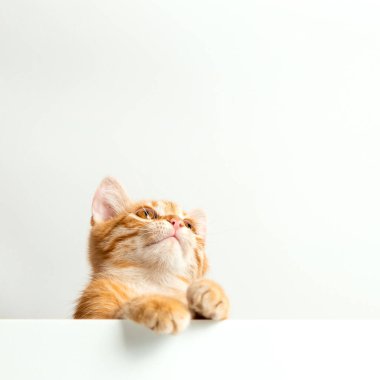 Beyaz arka planda sevimli kırmızı kedi yavrusu. Neşeli ve komik bir evcil hayvan. Boşluğu kopyala.