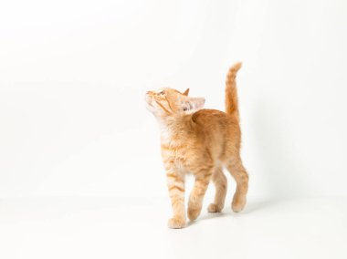 Beyaz arka planda sevimli kırmızı kedi yavrusu. Neşeli ve komik evcil hayvan.