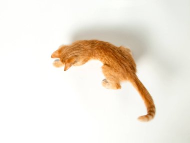 Beyaz arka planda sevimli kırmızı kedi yavrusu. Neşeli ve komik evcil hayvan.