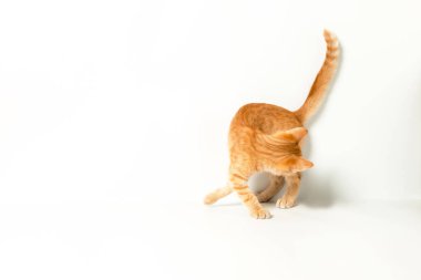 Beyaz arka planda sevimli kırmızı kedi yavrusu. Neşeli ve komik evcil hayvan.