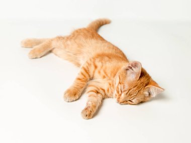 Beyaz arka planda sevimli kırmızı kedi yavrusu. Neşeli ve komik evcil hayvan.