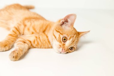 Beyaz arka planda sevimli kırmızı kedi yavrusu. Neşeli ve komik evcil hayvan.