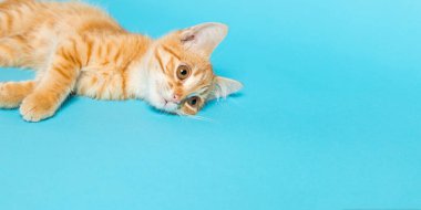 Mavi arka planda sevimli kırmızı kedi yavrusu. Neşeli ve komik bir evcil hayvan. Boşluğu kopyala.