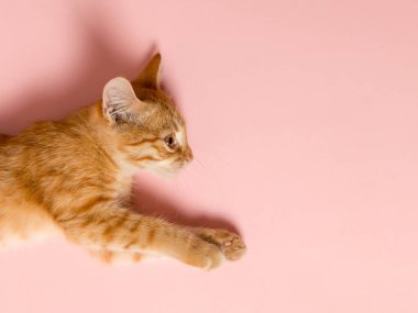 Pembe arka planda sevimli kırmızı bir kedi yavrusu. Eğlenceli ve komik bir hayvan, reklam için boş, poster, satış, veteriner kliniği. Boşluğu kopyala.